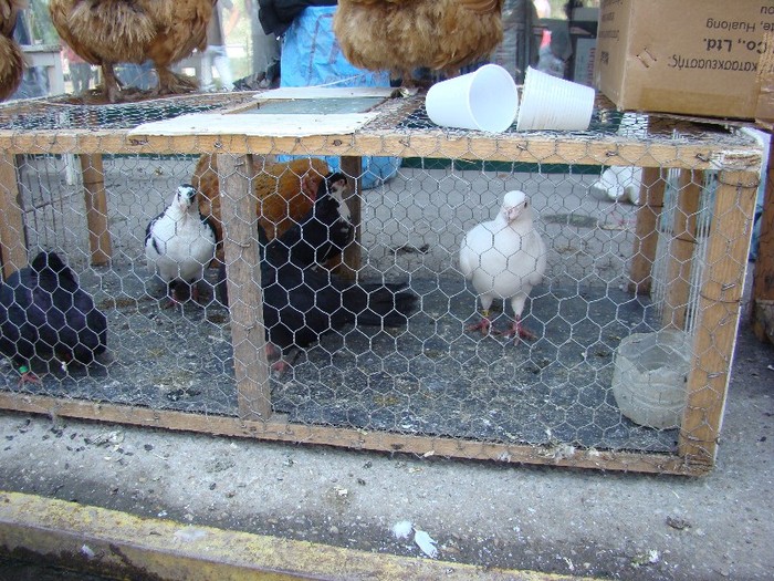 DSC09099 - 22-05-2011