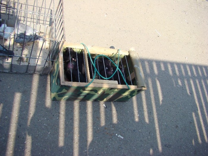 DSC09101 - 22-05-2011