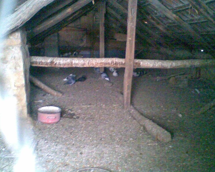 Porumbeii de matcă îi ţin în pod