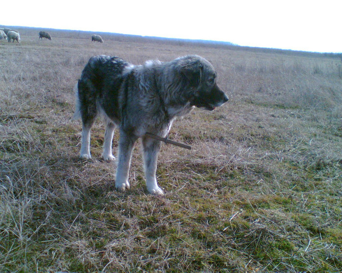 Kira 1 9 2 2007 de ZAHARIA