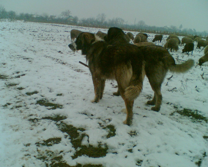 MILCOV si OSMAN de Mindilica