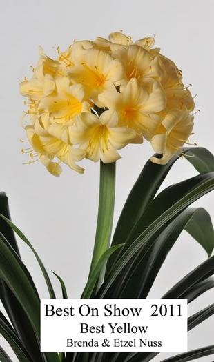  - Expozitii Clivia