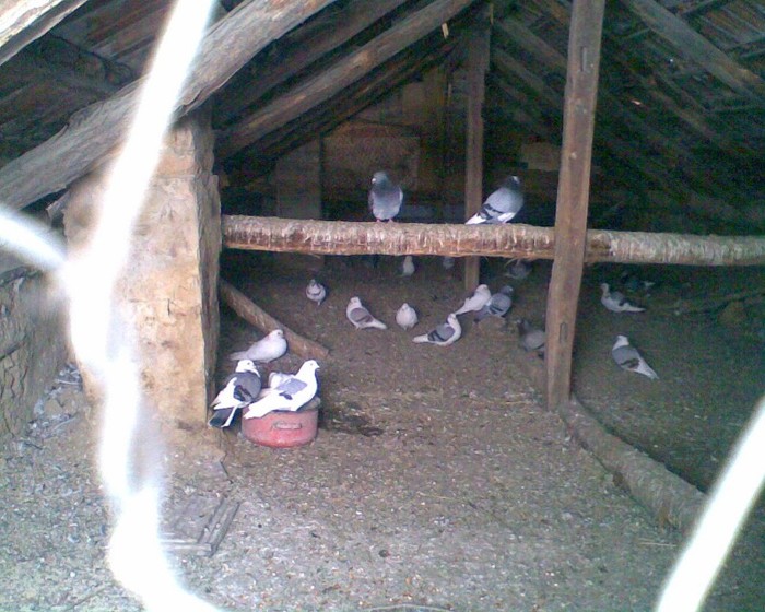 My pigeons
