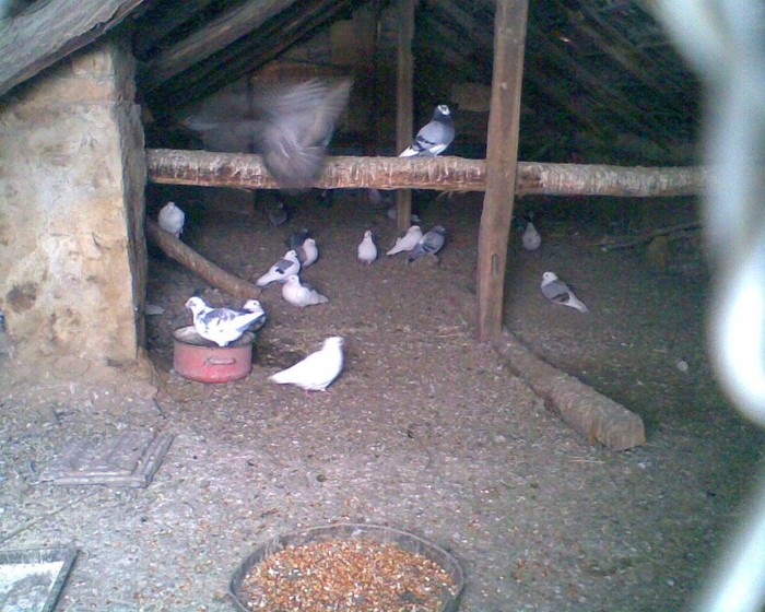 My pigeons.