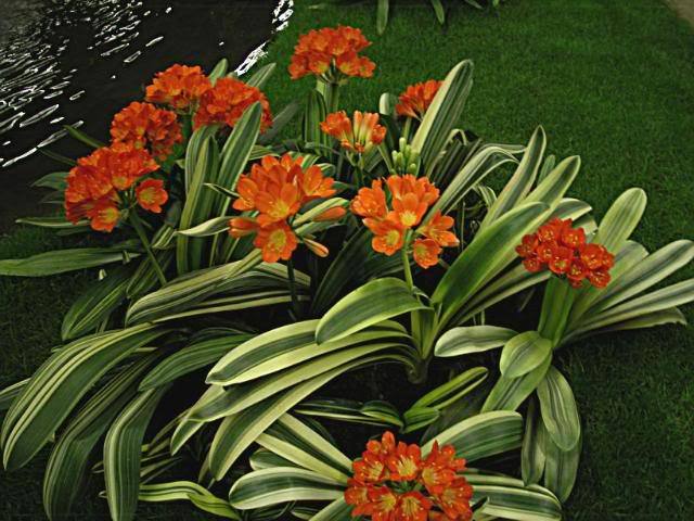  - Expozitii Clivia