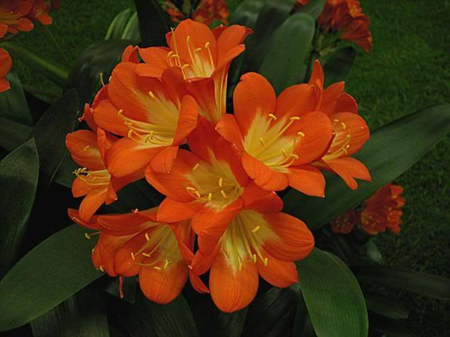  - Expozitii Clivia