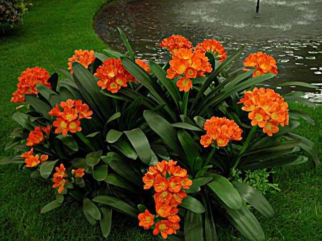  - Expozitii Clivia