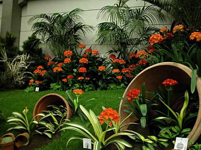  - Expozitii Clivia