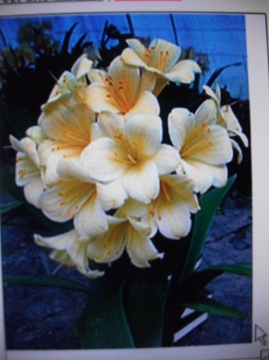 poze 794-clivia - cine are