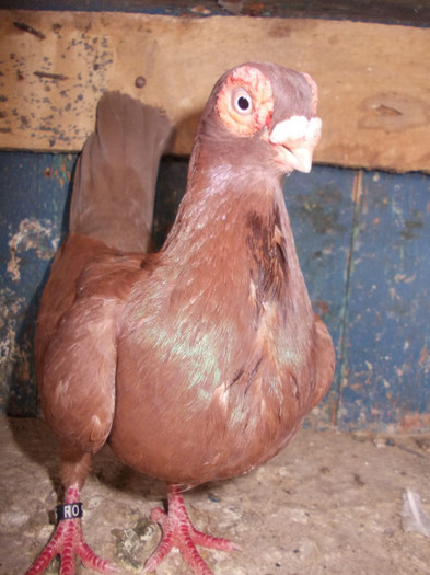 CAMP JUD 2011-F-2010,vandut