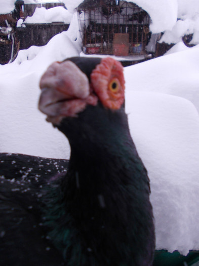 2010-M-PRET 80 RON vandut