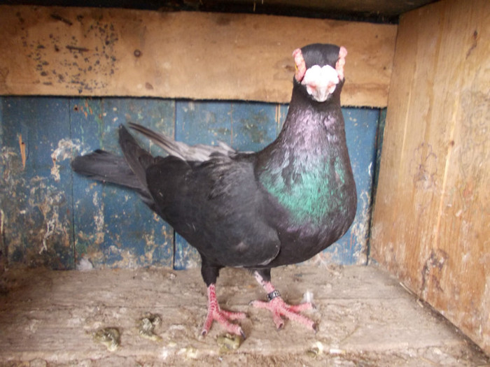 2010-M-PRET 80 RON vandut