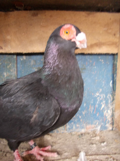 2010-M-PRET 80 RON vandut