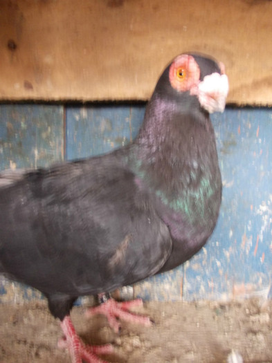 2010-M-PRET 80 RON vandut