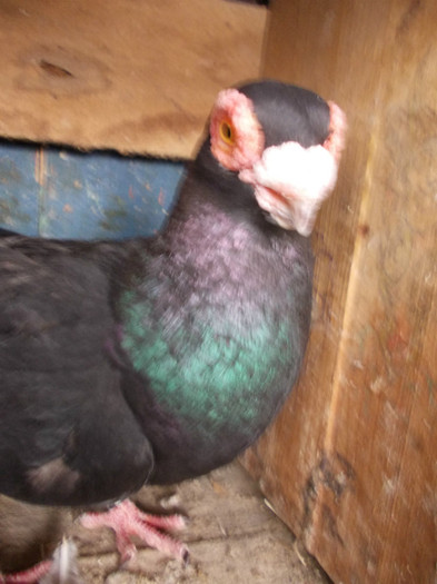 2010-M-PRET 80 RON vandut