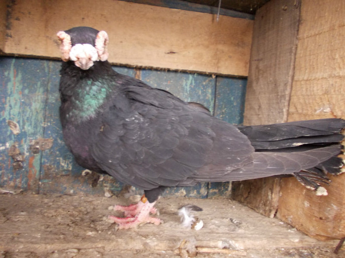 H 2005-M-PRET 50 RON VANDUT