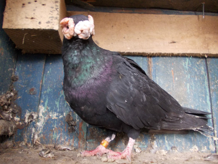 H 2005-M-PRET 50 RON VANDUT