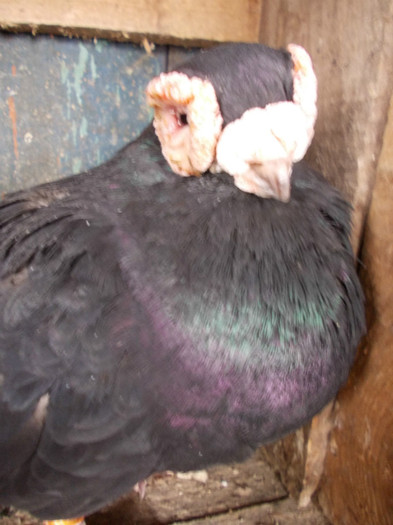 H 2005-M-PRET 50 RON VANDUT