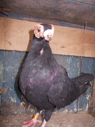 H 2005-M-PRET 50 RON VANDUT