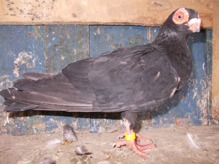 2011-M-PRET 40 RON VANDUT