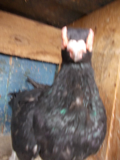 2011-M-PRET 40 RON VANDUT