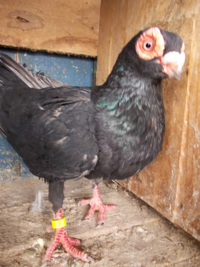 2011-M-PRET 40 RON VANDUT