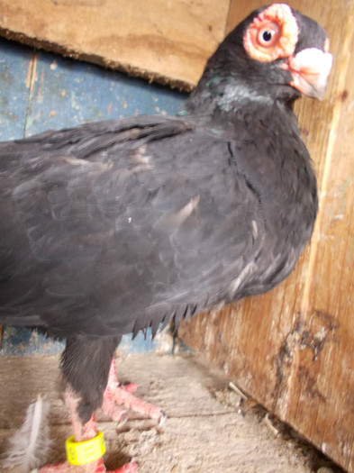 2011-M-PRET 40 RON VANDUT