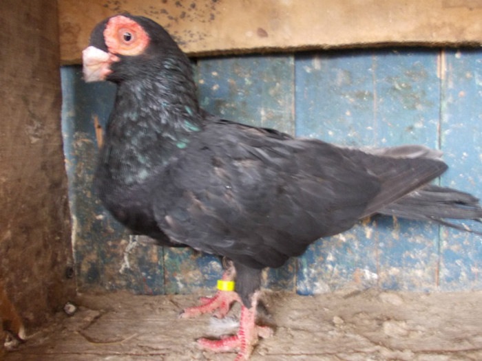 2011-M-PRET 40 RON VANDUT