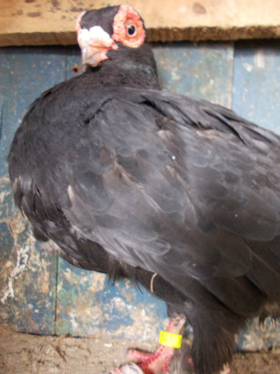 2011-M-PRET 40 RON VANDUT