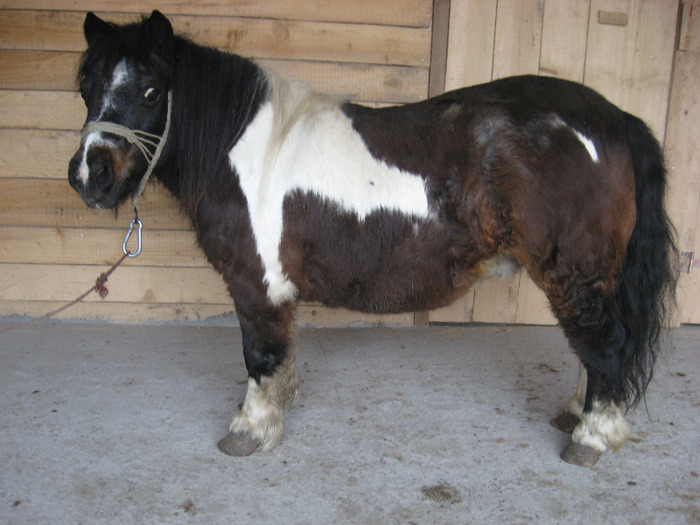 IMG_4668 - VANZARI PONEI 1