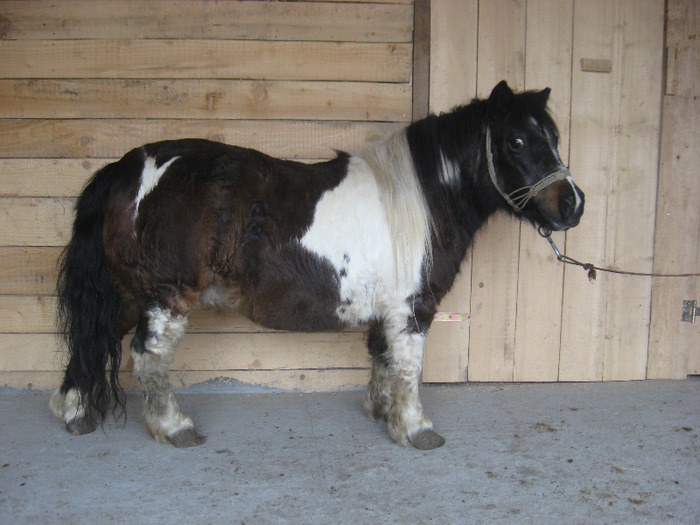 IMG_4663 - VANZARI PONEI 1