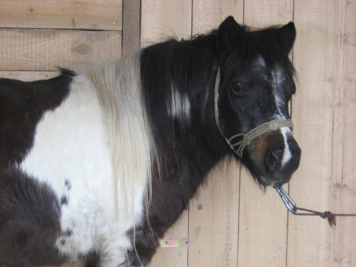 IMG_4666 - VANZARI PONEI 1