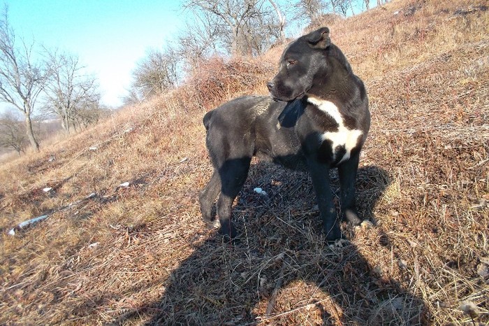 urechile nu ii sunt cupate bine - Cane Corso