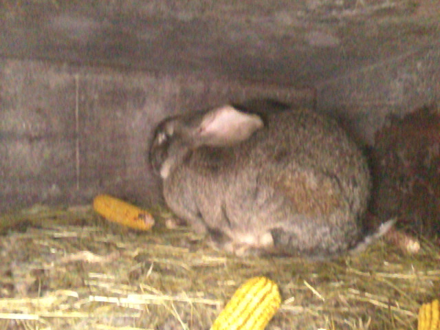 Fotografie0595 - iepuri urias belgian