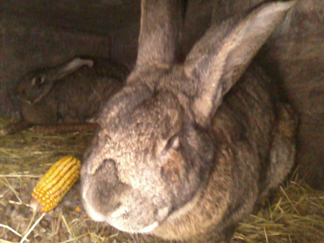 Fotografie0598 - iepuri urias belgian