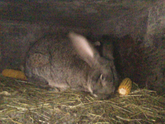 Fotografie0602 - iepuri urias belgian