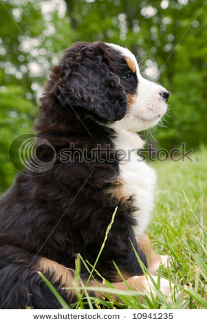 Duke_asa va fi numele lui cand va fi al meu! - Bernese Moutain Dog