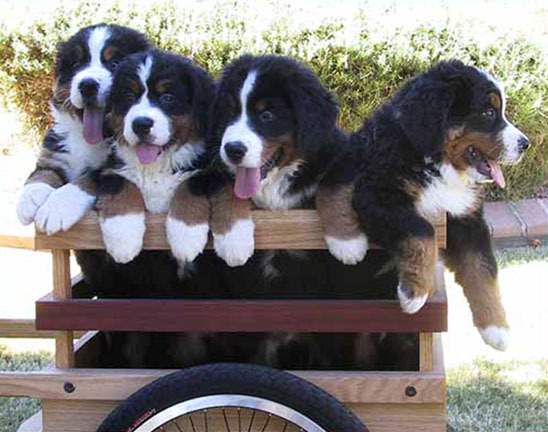 puppies in wagon - Bernese Moutain Dog