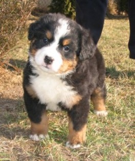 bernese - Bernese Moutain Dog