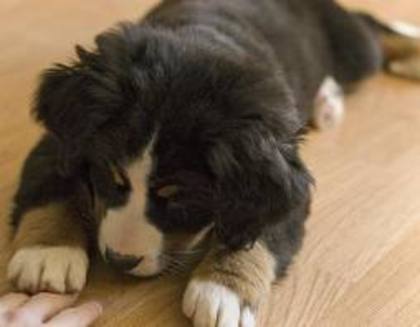 bernese-mountain-puppy - Bernese Moutain Dog