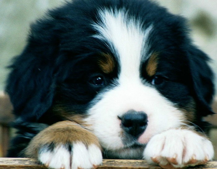 bernese-puppy - Bernese Moutain Dog