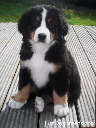 1163-bernese-mountain-dog-3 - Bernese Moutain Dog