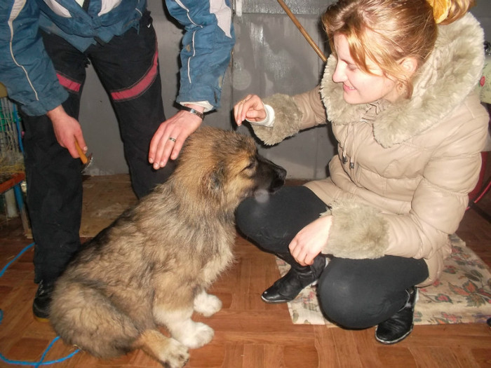 cora si a mea muiere - ciobanesc caucazian vitoarea paza