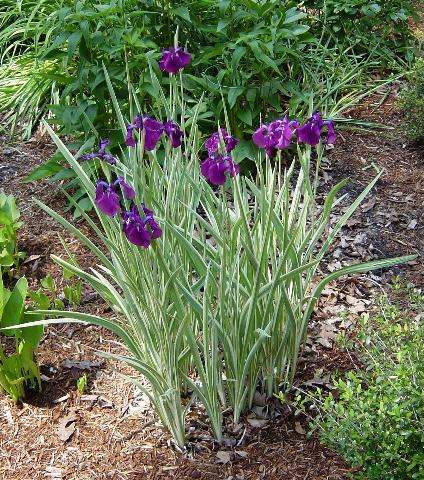 Iris ensata variegata