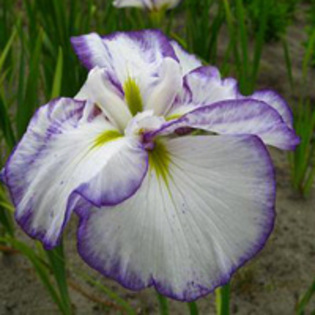 Iris ensata World Delights