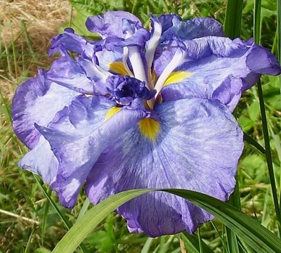 Iris ensata Electric Rays - Irisi ensata rizomi bulbi