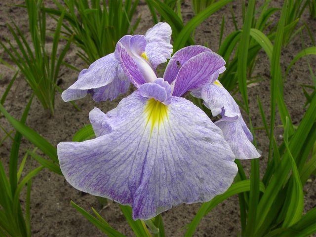 Iris ensata Veinette - Irisi ensata rizomi bulbi