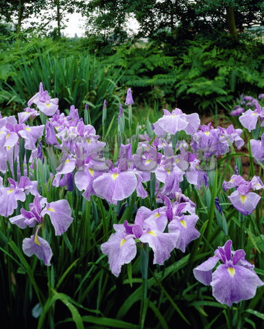 Iris ensata Veinette - Irisi ensata rizomi bulbi