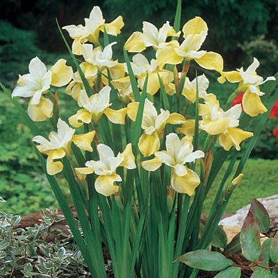 Iris Butter and Sugar - Iris sibirica rizomi bulbi