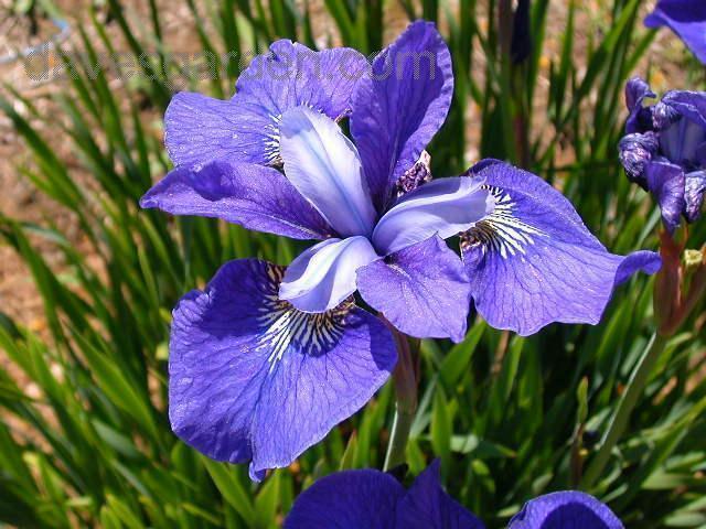INDISPONIBIL Iris Dewful - Iris sibirica rizomi bulbi